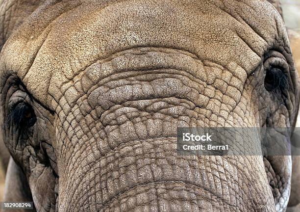 Elephant Stock Photo - Download Image Now - Animal, Animals In Captivity, Elephant