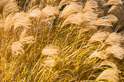 Close up of tufted fall grasses blowing in a gentle autumn breeze.