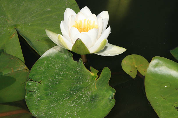 White flower stock photo