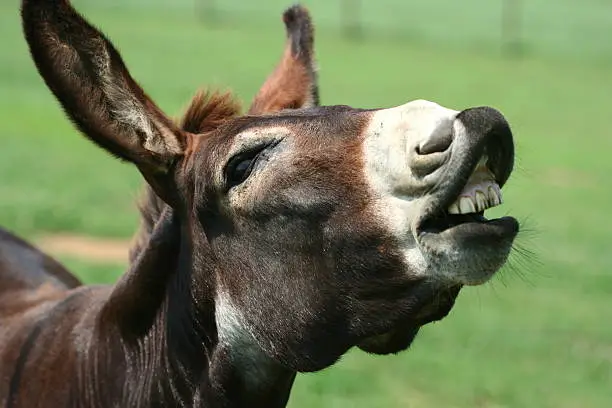 A donkey showing his teeth and braying.