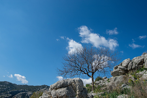 A lonely tree with fallen leaves among the rocks. Cloudy and blue sky background.