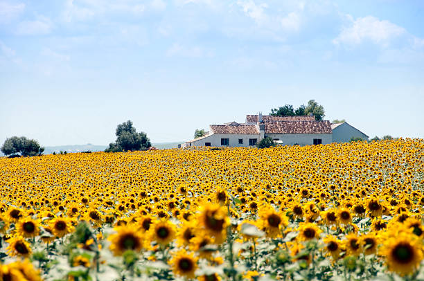 champs de tournesols et de maison espagnole - sunflower field scenics landscape photos et images de collection