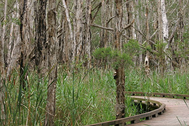 istock boardwalk disappearing through wetlands paperbark trees and reeds 182908838