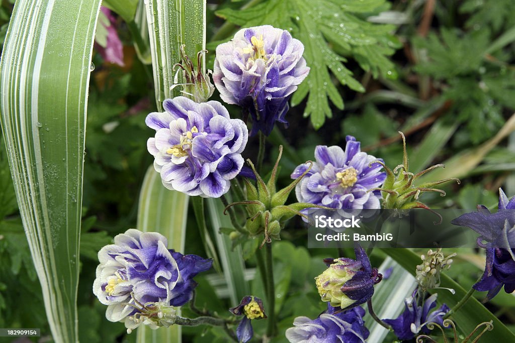 Columbine Purple columbine with varigated grass. Backgrounds Stock Photo