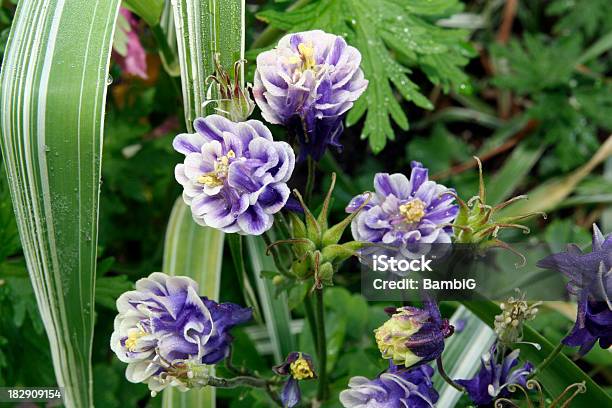 Columbine Stock Photo - Download Image Now - Backgrounds, Beauty In Nature, Bud