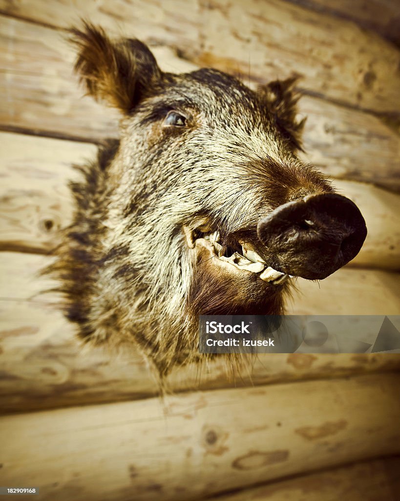 Boar's Head - Foto stock royalty-free di Animale