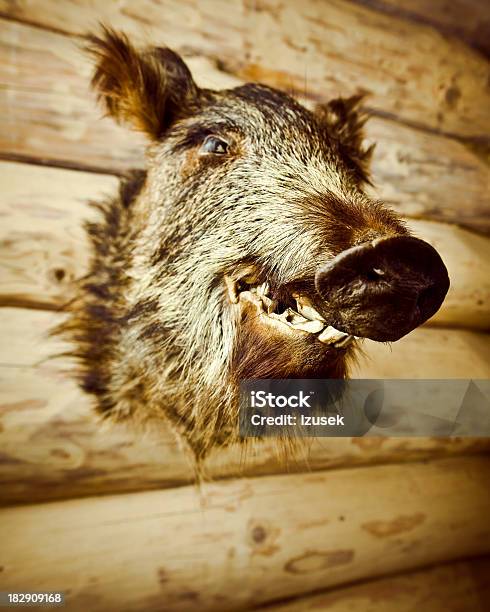 Boars Head - Fotografie stock e altre immagini di Animale - Animale, Animale morto, Animale selvatico