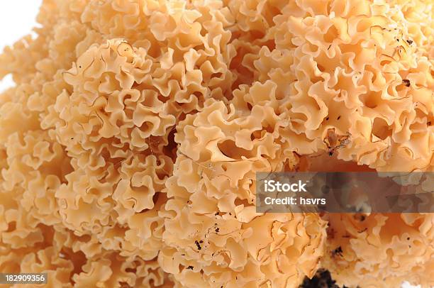 Krause Glucke Sparassis Or Cauliflower Mushroom Stock Photo - Download Image Now