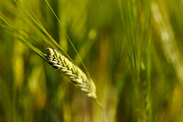 Wheat Field stock photo