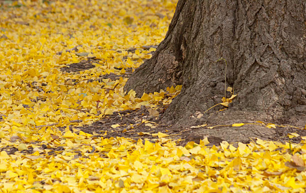 istock Trunk of Tree and Autumn Leaves 182909380