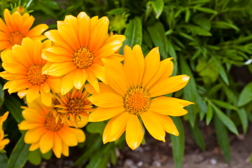 Yellow flowers in an Italian field.