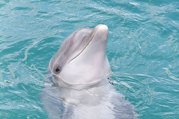 i を参照してください。 - dolphin porpoise mammal sea ストックフォトと画像