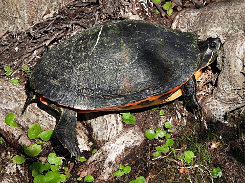 Florida Red-bellied Cooter - profile