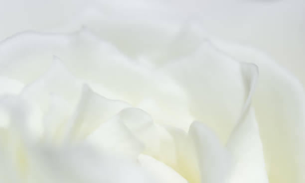 istock Abstract floral background, white rose flower petals 1829097244