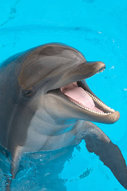 A close-up of a happy dolphin swimming stock photo