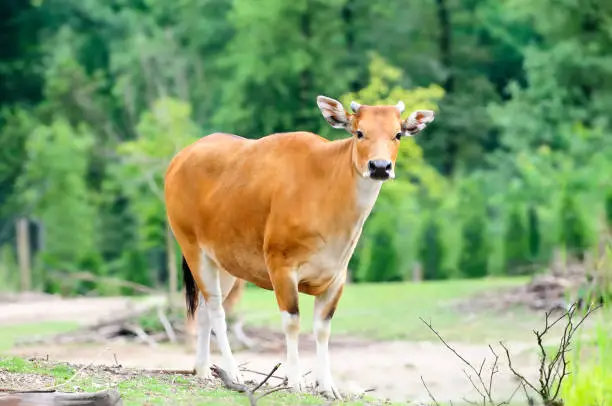 The Banteng (Bos javanicus), also known as Tembadau, is a species of wild cattle found in Southeast Asia.