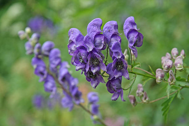 Eisenhut napellus, Blue Aconitum carmichaelii – Foto