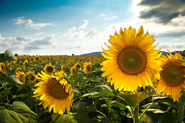 フィールドの sunflowers - ヒマワリ種子油 ストックフォトと画像