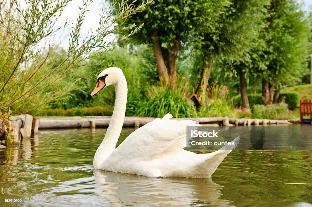 Cygnus smell Swan on a lake surface Affectionate Stock Photo