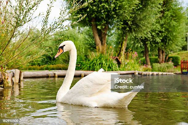 Cygnus Smell Stock Photo - Download Image Now - Affectionate, Animal, Animal Body Part