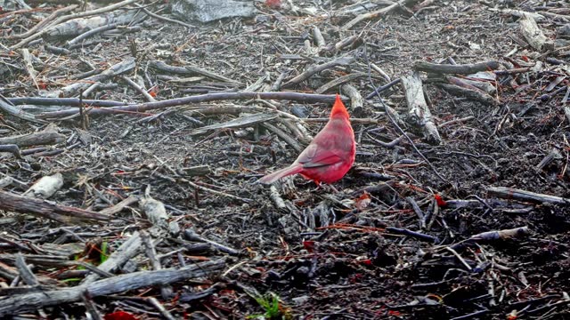 Red Northern Cardinal Bird in the Forest.