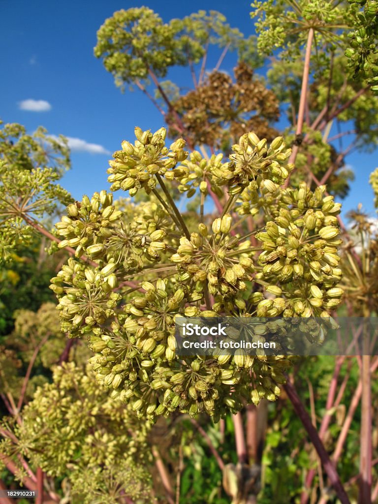 Angélique archangelica blossoms - Photo de Angélique libre de droits