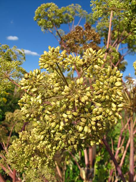 신선초 archangelica 잎과 - engelwurz angelica plant flower ��뉴스 사진 이미지