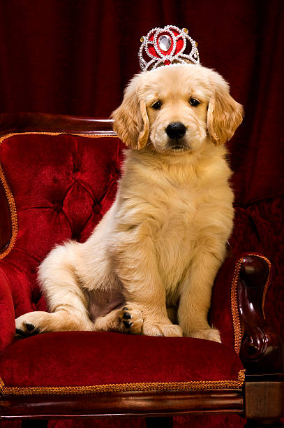 Two-month-old golden retriever puppy photographed outdoors. Young purebred retriever dog with soft golden fur captured during early puppyhood, showing natural movement, curiosity, and development in a clean outdoor setting.