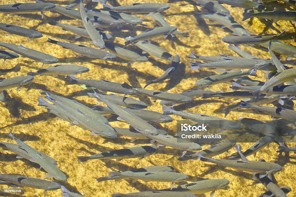 Peixe pisciculture - Royalty-free Abstrato Foto de stock
