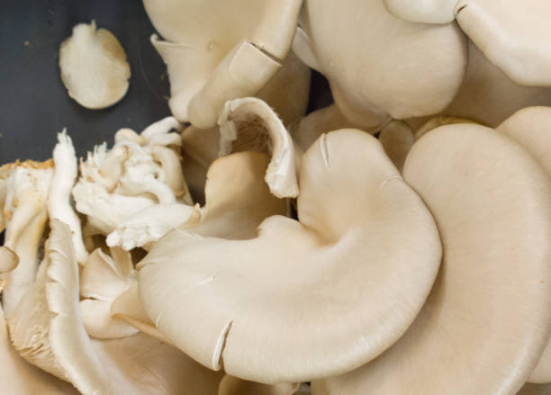 Fresh Mushrooms stock photo
