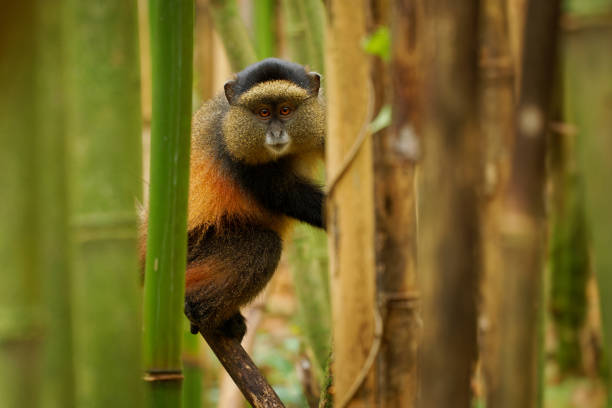istock Golden Monkey - Cercopithecus kandti originally subspecies of Blue monkey (Cercopithecus mitis kandti), found in Mgahinga in Uganda, Volcanoes in Rwanda and Virunga in highland forest near bamboo 1829103511