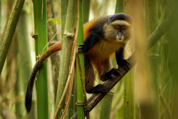 golden-monkey-cercopithecus-