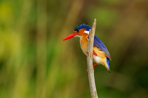 Malachite Kingfisher - Corythornis cristatus river kingfisher widely distributed in Africa south of the Sahara, small colourful bird with ruddy orange rusty body, blue head and brightly red beak.