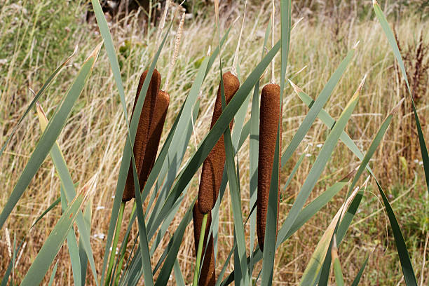 istock Bulrush cat-tail Typha latifolia flowers in brown spikes 182910646