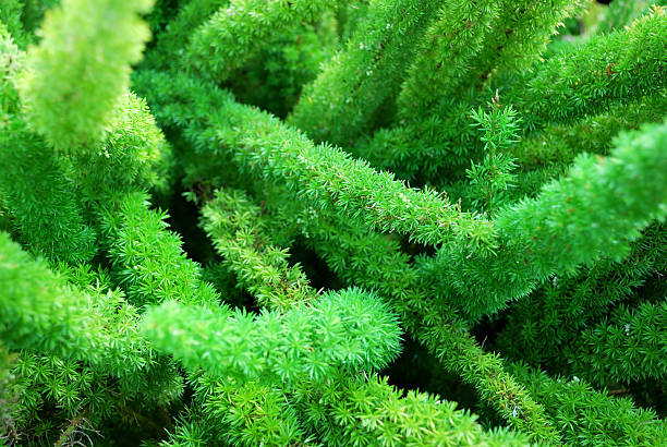 istock Asparagas Fern Full Frame Background 182910702