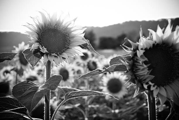 istock black and white sunflower field 182910857