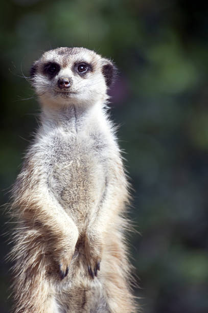 istock Meerkat on the lookout 182911046
