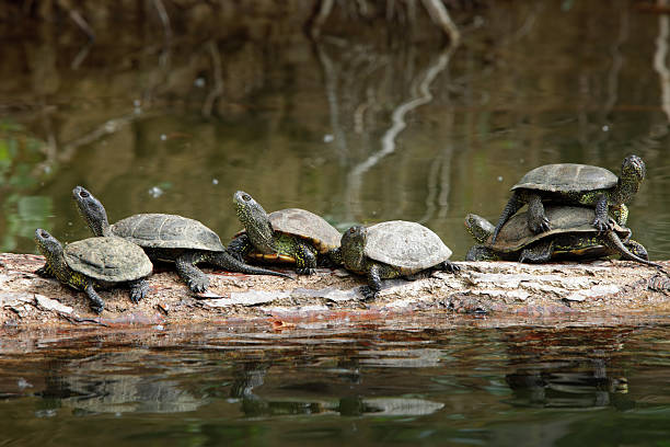 istock Turtles in Their Natural Habitat 182911204