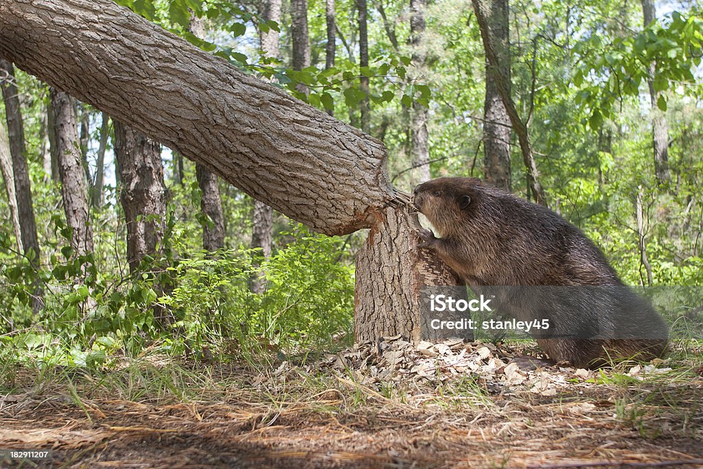 Beaver, cutting down a large oak tree "Beaver, cutting down a large oak tree" Beaver Stock Photo