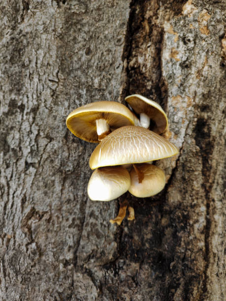 istock Autumnal Charm: Fungi Flourish on a Sturdy Tree Trunk 1829115296