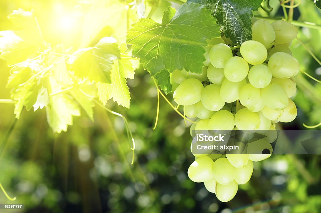 Uvas grupo en la luz del sol de fondo - Foto de stock de Uva blanca libre de derechos