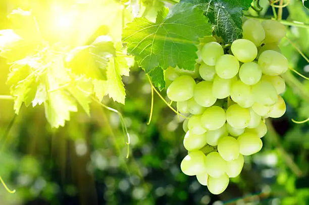 Branch of grape vine with grapes cluster on sunlight background