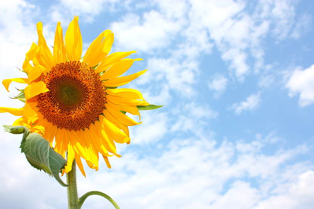 istock Sunflower and cloudy sky 182911866