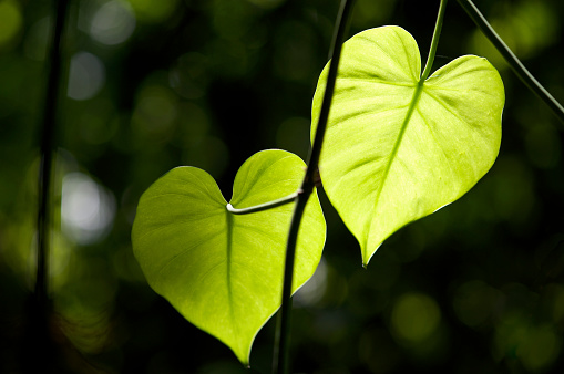 Two heart shaped leaves glow bright yellow-green in the jungle sunlight