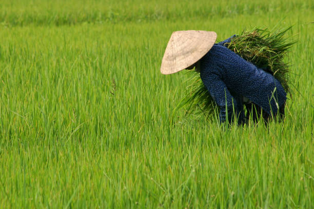 A worker harvesting rice in Vietnam.Also in this series: