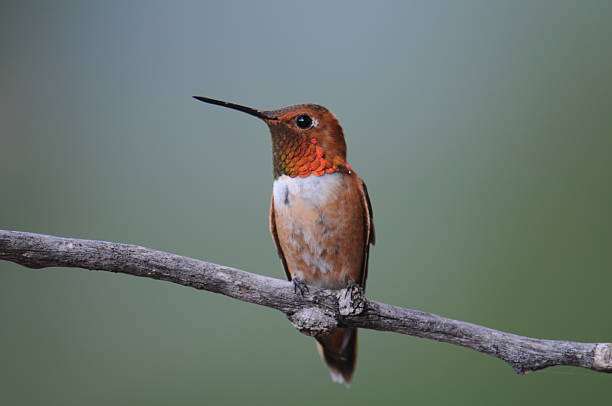 istock Male Rufous Hummingbird 182912054