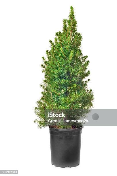 Dwarf Alberta Spruce - zdjęcia stockowe i więcej obrazów Roślina doniczkowa - Roślina doniczkowa, Sosna - Drzewo iglaste, Białe tło