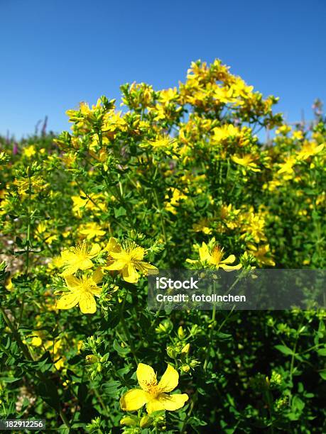 Hypericum Perforatum Stockfoto und mehr Bilder von Blatt - Pflanzenbestandteile - Blatt - Pflanzenbestandteile, Blume, Blumenbeet