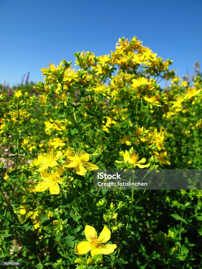 Hypericum perforatum - Foto de stock de Amarelo royalty-free