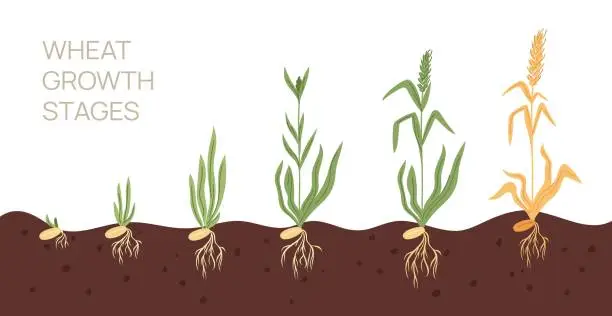 Vector illustration of Wheat growth stages. Agricultural plant growing from seeds to rye ears. Sprout and spikelet. Grain culture development process. Life cycle. Barley cultivation. Garish vector concept